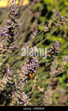 Lavendel Lavandula Spp mit gemeinsamen Carder Bee Bombus Agrorum und Buff tailed Bumble Bee Bombus Terrestris Fütterung drauf Stockfoto