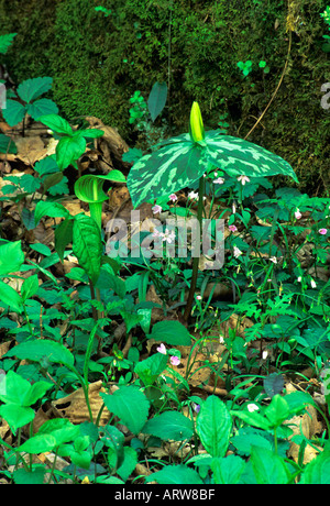 Gelbe Trillium Jack In der Kanzel Great Smoky Mtns Nat Park TN Stockfoto