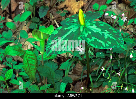 Gelbe Trillium Jack in der Kanzel Great Smoky Mtns Nat Park TN Stockfoto