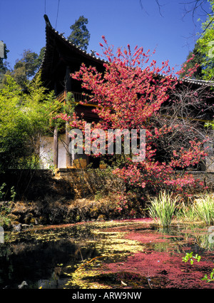 Reste von einem buddhistischen Tempel und einem Teich, Lijiang, China. Stockfoto