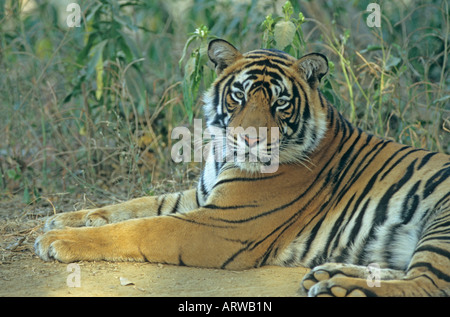 Großen männlichen Royal Bengal Tiger Ranthambhor National Park-Indien Stockfoto