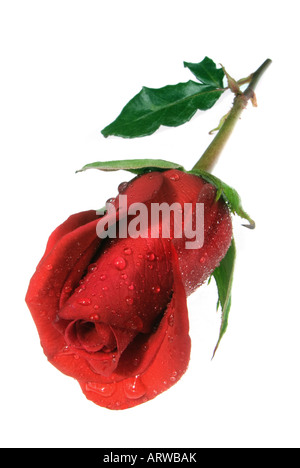 Isolierte beschlagene rote rose auf weißem Hintergrund Stockfoto