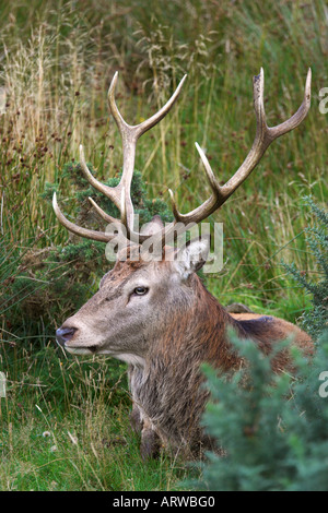 vertikale Foto von einem Rothirsch Cervus Elaphus Hirsch auf der Isle of Arran in Schottland Stockfoto