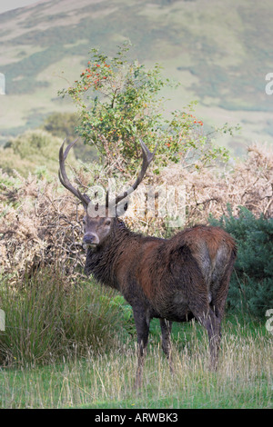 vertikale Foto von einem Rothirsch Cervus Elaphus Hirsch auf der Isle of Arran in Schottland Stockfoto