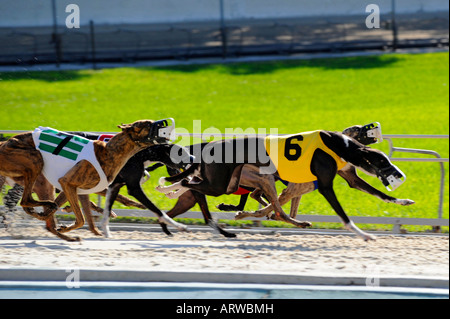 Greyhound-Hunderennen bei Fort Myers Naples Dog track Florida Stockfoto