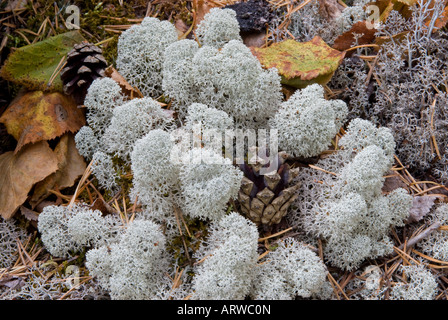 Rentier Moos (Flechte), (Cladonia Rangiferina) Stockfoto