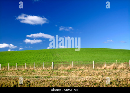 Grünes Feld und blauer Himmel Stockfoto