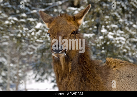 Nahaufnahme von einem Elch. Stockfoto