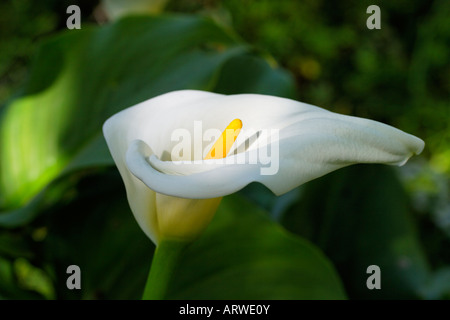 Zantedeschia Aethiopica, weißer Arum Lilie, Kalla Stockfoto