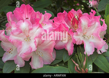 Rosa und weiße Rhododendron in voller Blüte Stockfoto