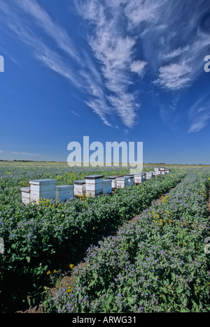 Bienenstöcke Stockfoto