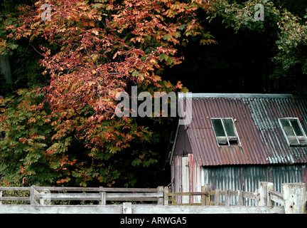 Alte verzinkte Stahl Hütte Schuppen eingebettet in Laubbäume in der Pentlands Schottland Anfang Herbst 2005 Stockfoto