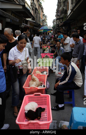 Haustier Straßenmarkt friedlichen Markt Qingping Lu Kanton Guangzhou China Welpen zu verkaufen Stockfoto