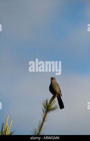 Graues Catbird (Dumetella Carolinensis) singen Stockfoto