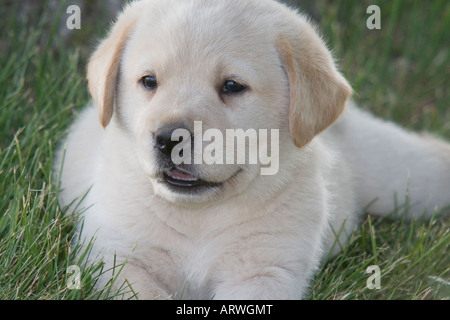 Gelber Labrador Retriever (AKC) Welpen in der Wiese liegend Stockfoto