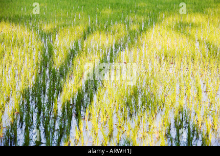 Oryza Sativa. Baum Schatten auf einem frisch gepflanzten Reisfeld in Indien Stockfoto