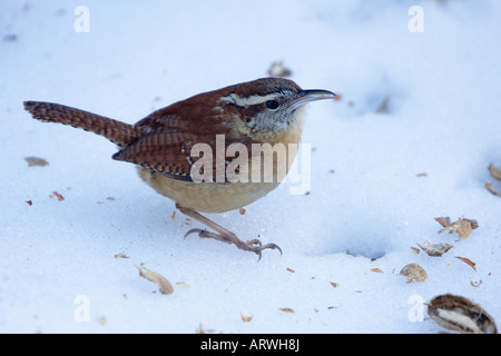 Carolina Wren Futter für Vogelfutter nach einem Schneesturm Stockfoto