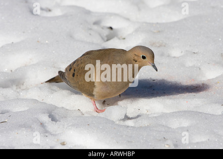 Mourning Dove auf Nahrungssuche für Saatgut im Schnee Stockfoto