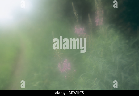 Atmosphärische Blumen Blütenknospen und Stiele der Rosebay Weidenröschen oder Epilobium Angustifolium wachsen neben einem Rasen-Titel Stockfoto