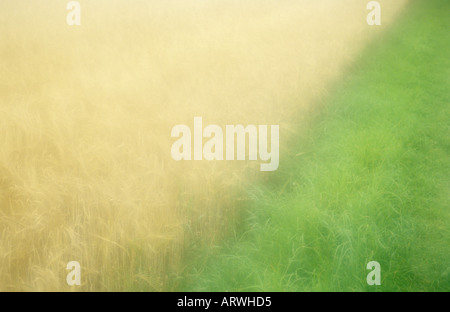 Atmosphärische Rand eines Feldes von Reife blonde zwei Wintergersten Gerste oder Hordeum Distichon neben einem Rasen Weg oder Pfad Stockfoto