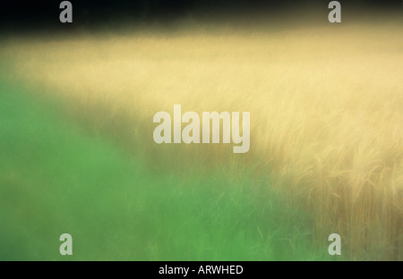 Atmosphärische Kanten eines Feldes von Reife blonde zwei Wintergersten Gerste oder Hordeum Distichon neben langen grünen Rasen Stockfoto