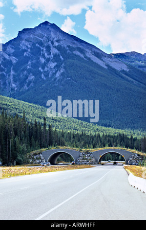 Tierwelt-Überführung Stockfoto