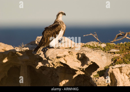 Einsamer Fischadler nisten auf einer Klippe Pandion Haliaetus Erwachsenen paar am Nest oder Horst Fütterung Küken Stockfoto