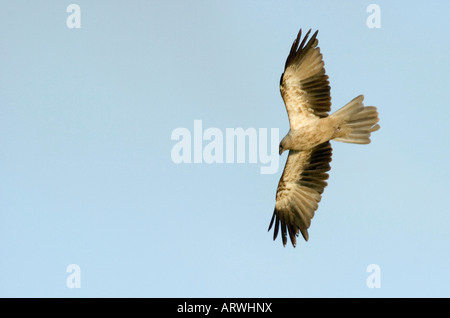 Whistling Kite Haliastur Sphenurus im Flug Stockfoto