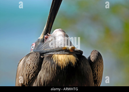 Pelikan Schnabel Stockfoto