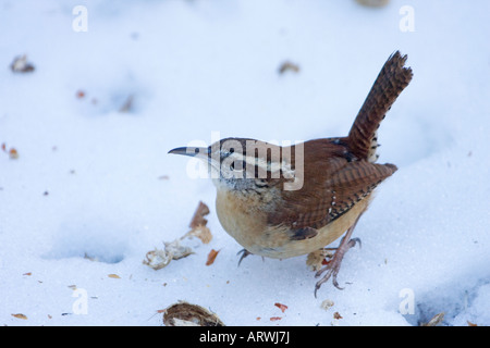 Carolina Wren Futter für Vogelfutter nach einem Wintersturm Stockfoto