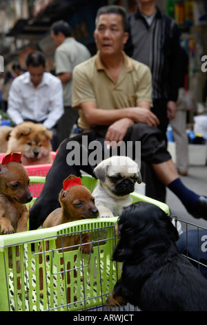 Haustier Straßenmarkt friedlichen Markt Qingping Lu Kanton Guangzhou China Welpen zu verkaufen Stockfoto