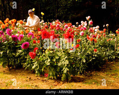 Stolze Gärtner Posen inmitten seiner Fülle von Dahlia Blüten zeigen eine Vielzahl von Farben Stockfoto