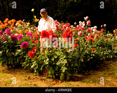 Stolze Gärtner Posen inmitten einer Fülle von Dahlien in seinem Haus Garten Stockfoto