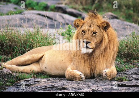 Feinen goldenen Haaren gut genährt männlichen Löwen mit goldenen Mähne entspannende im Serengeti Nationalpark Tansania Ostafrika Stockfoto