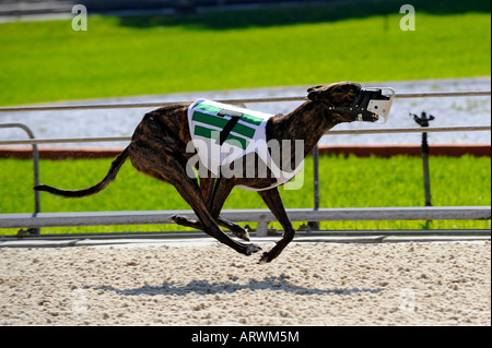 Greyhound-Hunderennen bei Fort Myers Naples Dog track Florida Stockfoto