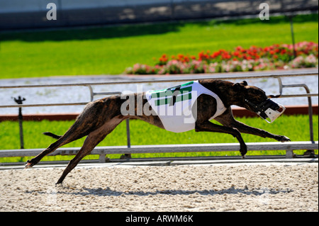 Greyhound-Hunderennen bei Fort Myers Naples Dog track Florida Stockfoto