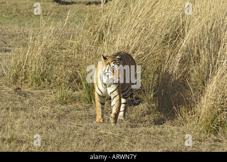 Royal Bengal Tiger aus Grünland Ranthambhor Nationalpark Indien Stockfoto