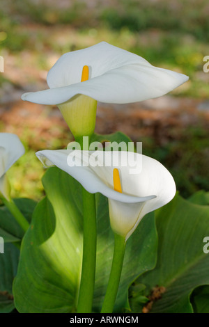Zantedeschia Aethiopica, weißer Arum Lilie, Kalla Stockfoto