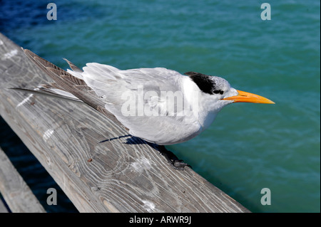 Königliche Tern Sterna Maxima Florida Wasservogel Stockfoto