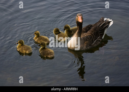 Eine Erwachsene Graugans Anser Anser bewachen ihre Küken Schwimmen im Kreuzteich in Riddagshausen bei Braunschweig Deutschland Stockfoto