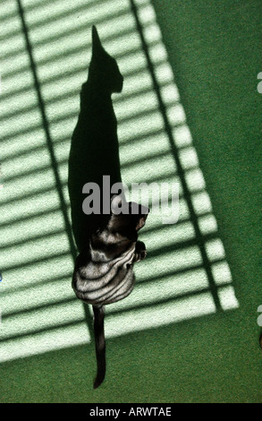 Sonnenstrahlen fallen über eine anmutige schwarze Katze sitzt auf einem grünen Teppich Stockfoto