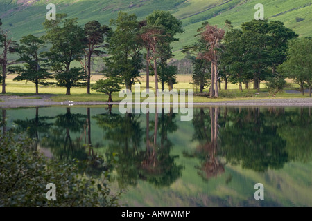 Linie der Buche Bäume am Ufer Buttermere in Borrowdale Seenplatte Cumbria Stockfoto