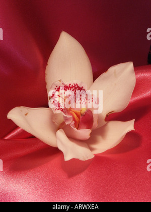 Weiße Orchidee gegen tief rosa Seide Stockfoto