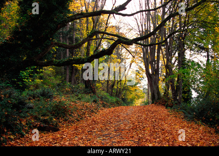 Ein Pfad führt durch Herbstlaub Fort Ward Staatspark in Bainbridge Island, Washington Stockfoto