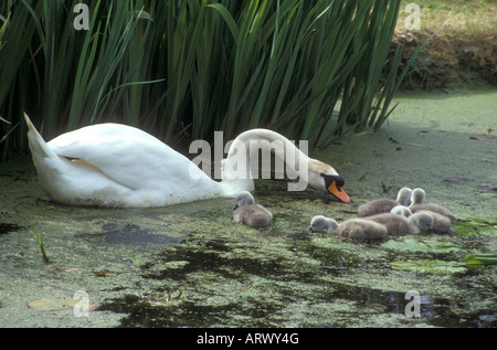 Höckerschwäne Familie - Worcestershire - UK Stockfoto