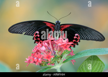 Tropischer Schwalbenschwanz in Callaway Gardens Schmetterlingshaus GA USA fotografiert Stockfoto