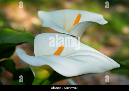Zantedeschia Aethiopica, weißer Arum Lilie, Kalla Stockfoto