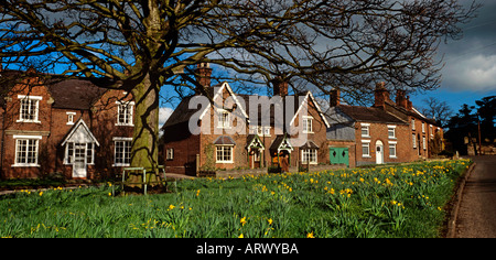 Cheshire Astbury in der Nähe von Congleton Narzissen auf dem Dorfplatz im Frühjahr Stockfoto