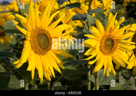 Nahaufnahme der Sonnenblumenköpfe und Vegetation unter Feld von Sonnenblumen. Stockfoto