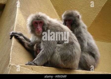 Artis Zoo Amsterdam Stockfoto